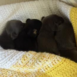 Dachshund puppies from Dachshunds of Tales
