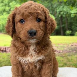 Boy 1 - Apricot male Goldendoodle puppy in Haleyville, Alabama from Susan’s Prefurred Doodles