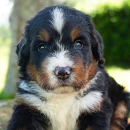 Etienne - Tri-color male Bernedoodle puppy in Folsom, Louisiana from DoodlesFarmCo