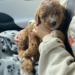 Bernedoodle and Goldendoodle Puppies from Hello Doodle Ranch
