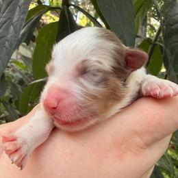 Parsley - Red merle male Australian Shepherd puppy in Inverness, Florida from Swamp Puppy Canine Kennel