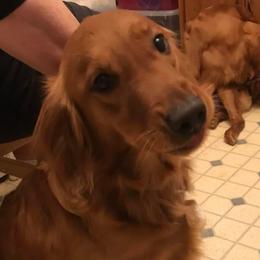 CeCe - Golden Retriever