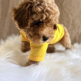 Pekingese, Poodle, and Shih Tzu Puppies from Happy puppies