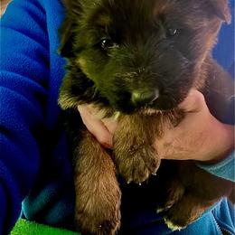 Puppy B - Black and red male German Shepherd puppy in Stuarts Draft, Virginia from Shengulli Shepherds