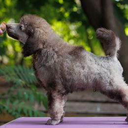 Poodle Puppies from Mystic Moon Poodles