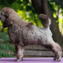 Poodle Puppies from Mystic Moon Poodles