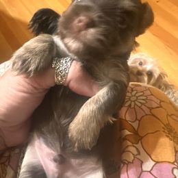 Yorkshire Terrier Puppies from DLJ Yorkies