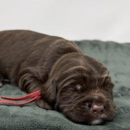 Artemis - Chocolate male Australian Labradoodle puppy in Sacramento, California from Little Farmstead Labradoodles