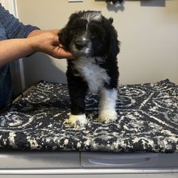 Akita and Portuguese Water Dog Puppies from Cades Akitas