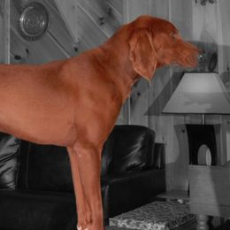 Anatolian Shepherd Dogs and Redbone Coonhounds from Copelands TN Redbones