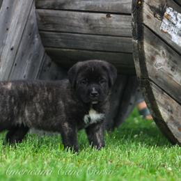 Americana's OZAI - Black brindle male Cane Corso puppy in Cable, Ohio from Americana Cane Corso