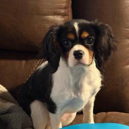 JoJo - Cavalier King Charles Spaniel