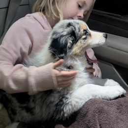 Australian Shepherd Puppies from Winter River Farms Australian Shepherds