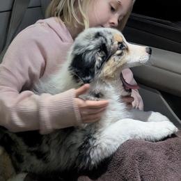 Australian Shepherd Puppies from Winter River Farms Australian Shepherds