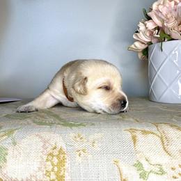Labrador Retriever Puppies from Salt Run Retrievers