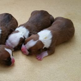 American Staffordshire Terrier Puppies from Diane Guilmette