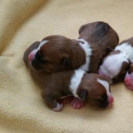 American Staffordshire Terrier Puppies from Diane Guilmette