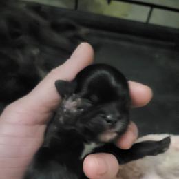 Hawk - Black male Shih Tzu puppy in Willard, Utah from Shih-tzu Queen