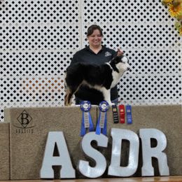 Australian Shepherds, Miniature American Shepherds, and Miniature Australian Shepherds from Rocking Diamond B Aussies