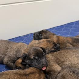 Belgian Malinois Puppies from Artaks Home Malinois