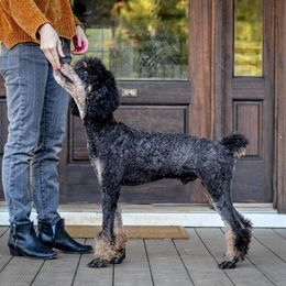 comet - Poodle