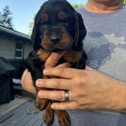 Boy 5 green - Gordon Setter puppy in Portage, Mi, Michigan from The Duke of Gordon