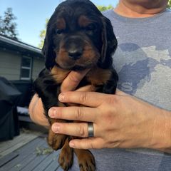 Boy 5 green - Gordon Setter puppy in Portage, Mi, Michigan from The Duke of Gordon