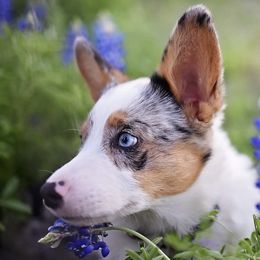 American Corgis from Indian Trail Corgis