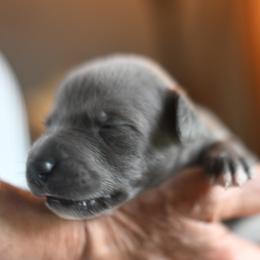Skye - Blue female Whippet puppy in Gentry, Arkansas from Mardel Robeson of Mulberry Hollow Whippets