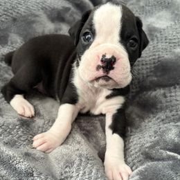 Ace - Brindle male Boxer puppy in Ocala, Florida from Bowers Boxers