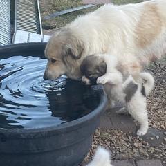 Anatolian Pyrenees and Goldendoodle Puppies from Up Shinn Creek