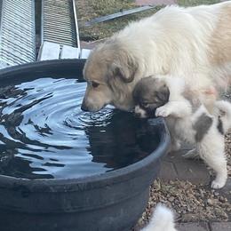 Anatolian Pyrenees and Goldendoodle Puppies from Up Shinn Creek