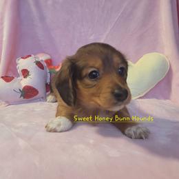 Maddie - Red female Dachshund puppy in Pinson, Alabama from Alondra Boudreaux