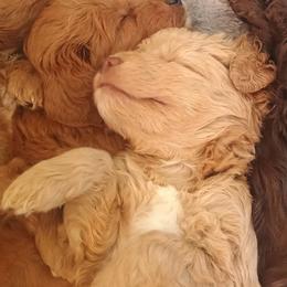 Dorthy s - Apricot female Goldendoodle puppy in Lakewood, Washington from Grit City Goldendoodles