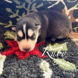 Ruby - Black and white female Siberian Husky puppy in Gardner, Kansas from Husky Love and Pups