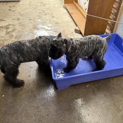 Bouvier des Flandres Puppies from Ambassador BOUVIER