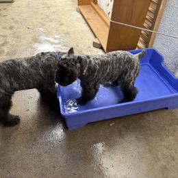 Bouvier des Flandres Puppies from Ambassador BOUVIER