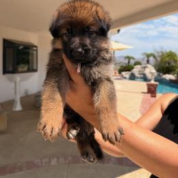 Rose - Black and tan female German Shepherd puppy in Anaheim, California from Hanan Hanna