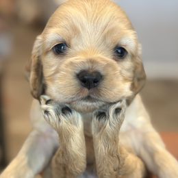 Cocker Spaniel Puppies from Aurora's Cocker Spaniels