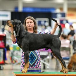 Waylon - Black and Tan Coonhound