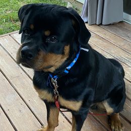 Rottweiler Puppies from Von Haenns Rottweilers