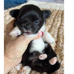 Marina - Black and white female Chihuahua puppy in Menifee, California from Lane’s Little Long Coats