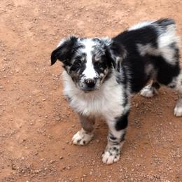 Lumina - Blue merle female Australian Shepherd puppy in San Tan Valley, Arizona from Mott Ranch - Blazin' Sun Aussies