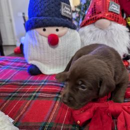 Labrador Retriever Puppies from Starfire Labradors
