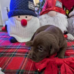 Labrador Retriever Puppies from Starfire Labradors