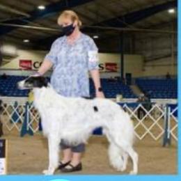 Neo - Borzoi