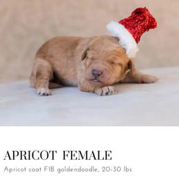 Aussiedoodle and Goldendoodle Puppies from Ever After Doodles Arizona