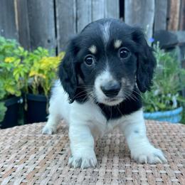 Colby Jack - Piebald male Dachshund puppy in Rogue River, Oregon from Bear Feet Dachshunds