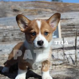 Tela-Susitna - Red and white female American Corgi puppy in Sedro Woolley, Washington from Patriot Corgis