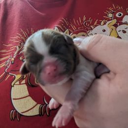 Shih Tzu Puppies from Cisneros Shih-tzu